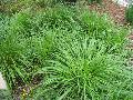 Korean Feathered Reed Grass / Calamagrostis brachytricha